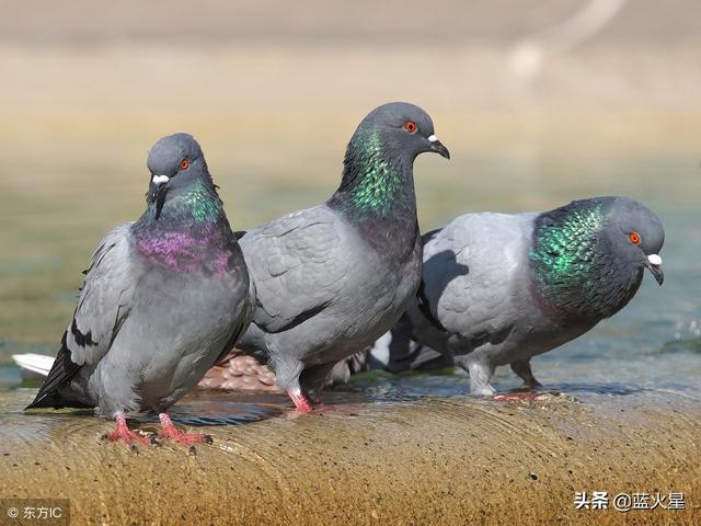 2016年天落鸽温馨纪事，传递爱与希望