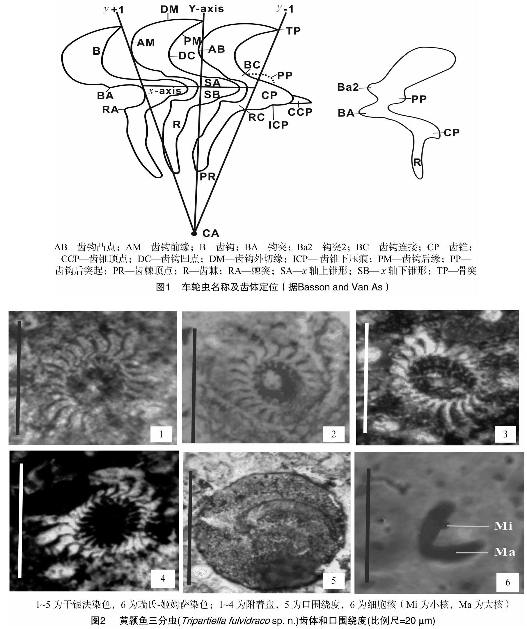 探索车轮虫病前沿：揭秘最新高效治疗策略