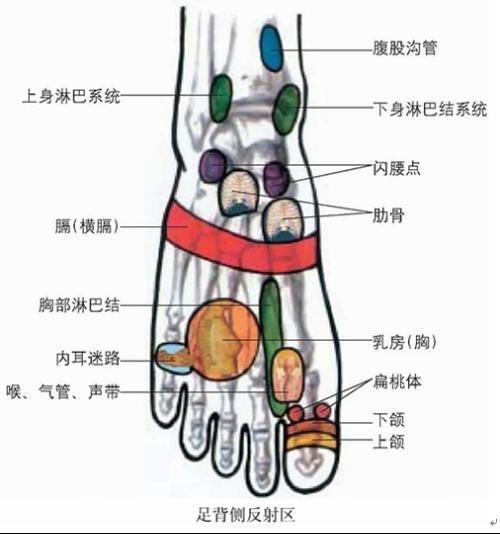 全新发布：足部反射区高清图谱解析，揭秘人体健康奥秘！